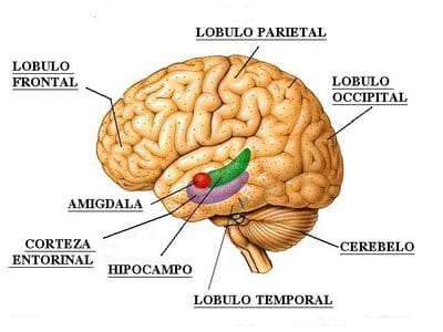 ¿Dónde se origina el miedo? ¿Dónde se origina el miedo?