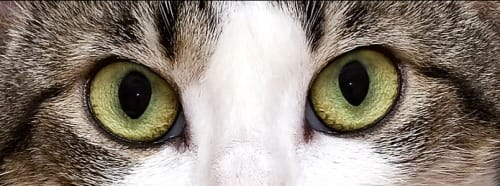 Los ojos del gato