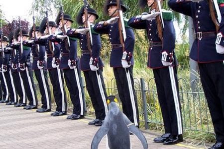 El pingüino rey, mascota real