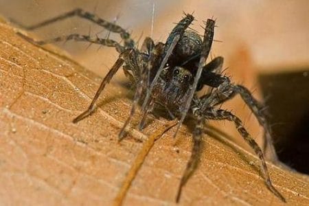 Las tres arañas más venenosas del mundo