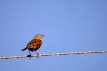 Pájaros en los cables de alta tensión