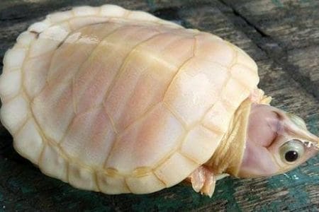 Tortugas albinas, curiosos seres sin color