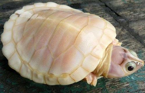 tortuga albina