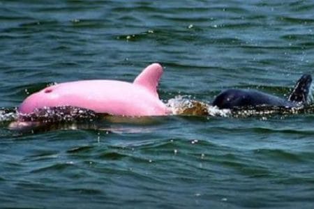 El curioso caso del delfín rosado