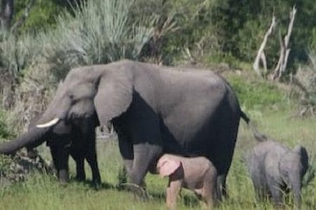 Foto de una cría de elefante rosado