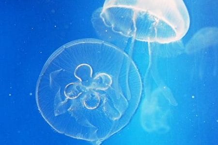 Las medusas, su picadura y cómo tratarlas