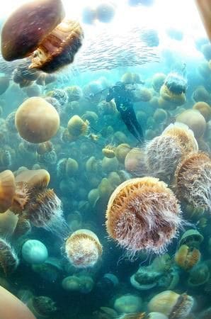 plaga de medusas