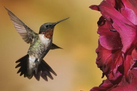 La ferocidad de los colibríes