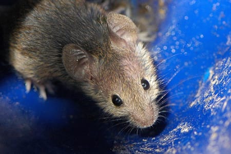 Los ratones más caros del mundo