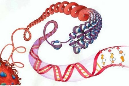 Genética versus Reencarnación, Ciencia o Creencias