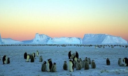 Las garrapatas y el cambio climático en la Antártida