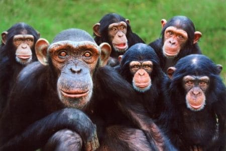 Curiosidades sobre los chimpancés