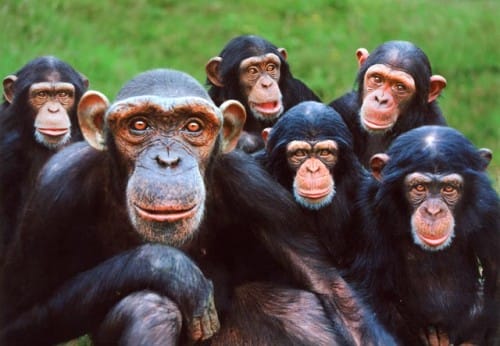 primates inteligentes