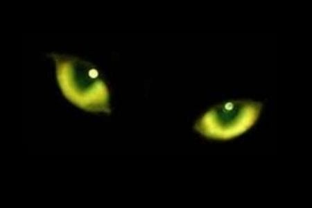 Por qué los ojos de los gatos brillan en la oscuridad