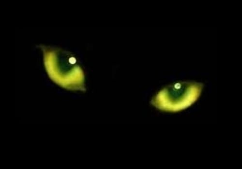 ojos de los gatos