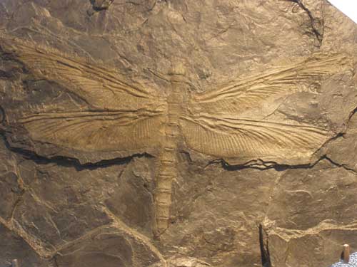 Periodo Carbonifero