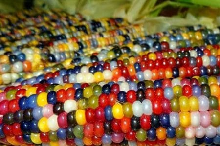 El asombroso maíz Gema de Vidrio